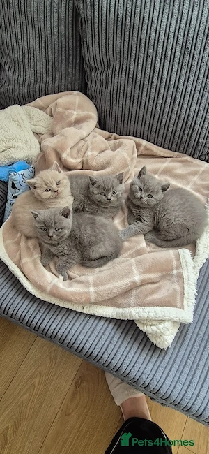 BKH British Kurzhaar Kitten Junge und Mädchen