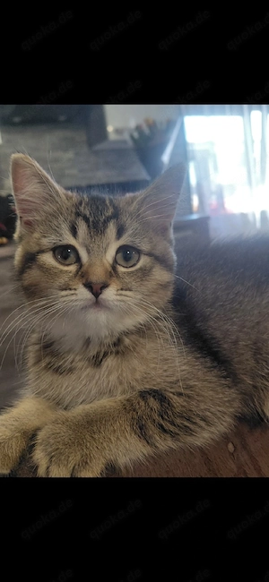 BKH-Kitten suchen ein liebevolles Zuhause
