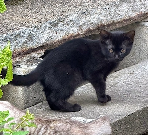 BKH Kitten Mädschen 11 Wochen 