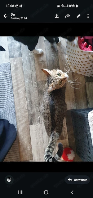 Katen Dame cookie sucht neue Zuhause 