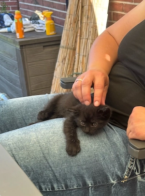 Katerchen suchen ein liebevolles Zuhause