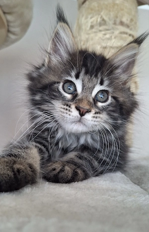 Maine Coon Kitten
