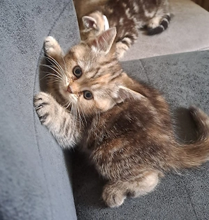 BKH Perser Kitten (Mädchen)