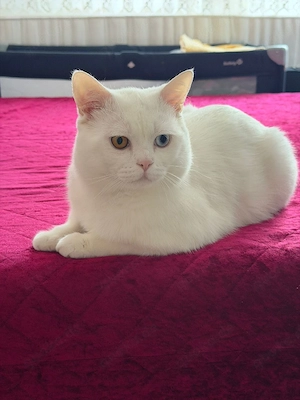 BKH Kater weiss odd eyes 13 Monate alt 