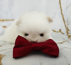 Zwergspitz Pomeranian Welpen