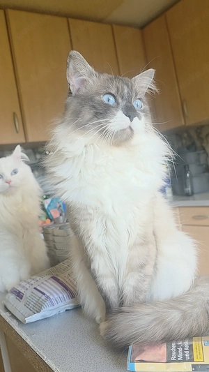 Ragdoll kater 2 Jahre alt 