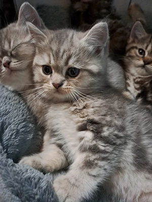 Perser BKH Kitten (junge)