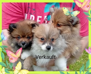 Zwergspitz Pomerania mix 