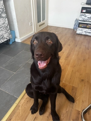 Ares      8 Monate alt   Labrador Retriever