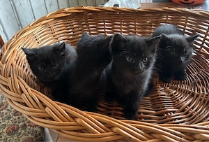 Katerchen suchen ein liebevolles Zuhause