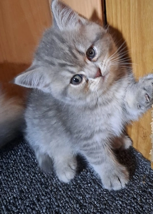 BKH Perser Kitten (Junge)