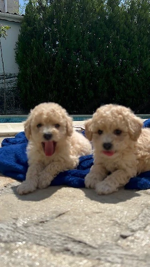 Maltipoo Welpen vom Bodensee 