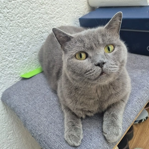 Reine BKH_Kittenkurzhaar_Babyktten