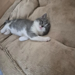 Reine BKH_Kittenkurzhaar_Babyktten Bild 3