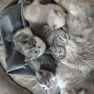 Reine BKH_Kittenkurzhaar_Babyktten Bild 5