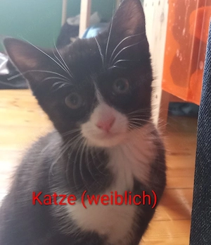 Katzenbabys abzugeben 9 Wochen alt 