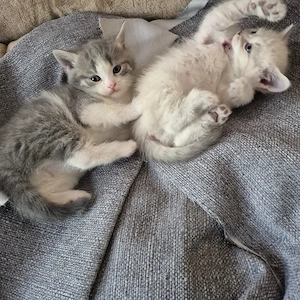 Reine BKH_Kittenkurzhaar_Babyktten Bild 7