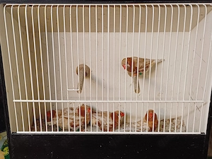 Zebrafinken (isabell-schwarzbrust)