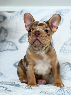 Vier Hündinnen und drei Rüden sind reinrassige Amerikanische Bulldoggen mit Stammbaum.