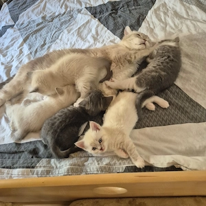 Reine BKH_Kittenkurzhaar_Babyktten Bild 8
