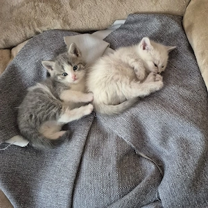 Reine BKH_Kittenkurzhaar_Babyktten Bild 6