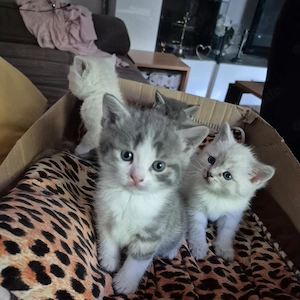 Reine BKH_Kittenkurzhaar_Babyktten Bild 4