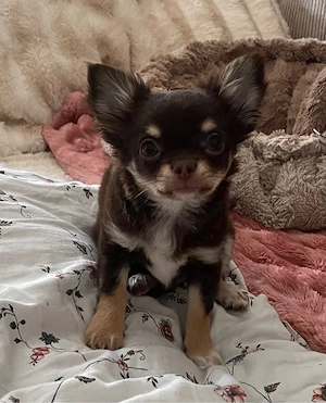 Reinrassiger Chihuahua Welpe Rüde auszugsbereit 