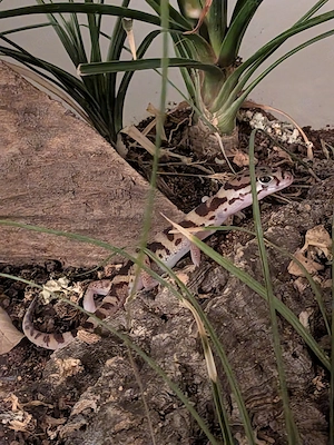 0.1 Coleonyx mitratus (Mittelamerikanischer Krallengecko)