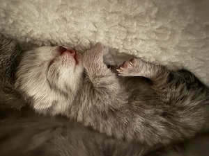 Bkh kitten zum verkaufen