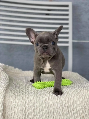 Französische Bulldoggenwelpen zu verkaufen. 