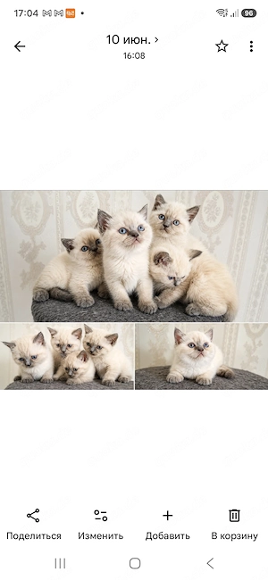 Britidch Kurzhaare blau point kitten