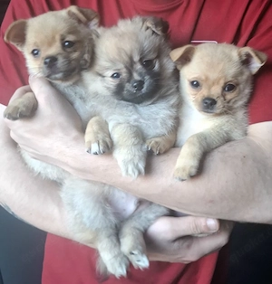 Zuckersüße Pomchi Welpen 