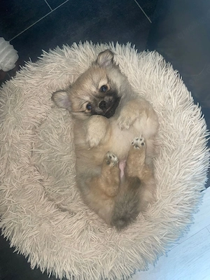 Zuckersüße Pomchi Welpen 