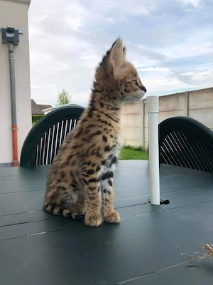 Savannah-Kätzchen
