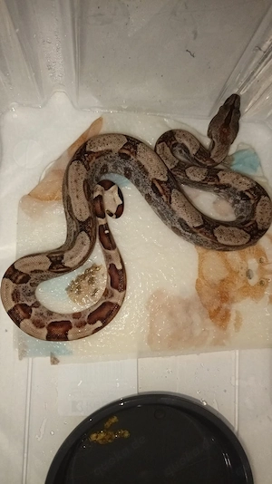 Boa Constrictor 