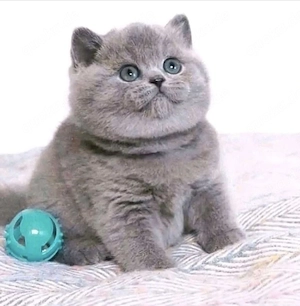 BKH Kitten reinrassig, Kätzchen
