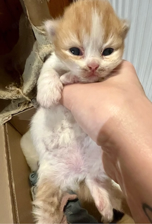 noch 2 BKH Kitten mit Stammbaum