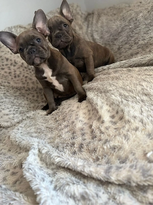 Französische Bulldoggen Welpen suchen noch ein zuhause 