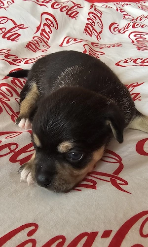 reinrassige Chihuahuas Babys 