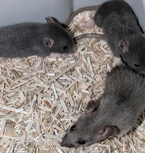 Rattenbabys russian blue