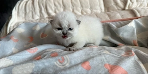 Perserkitten mit Nase