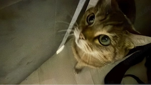 Mia sucht dringend neues zuhause 