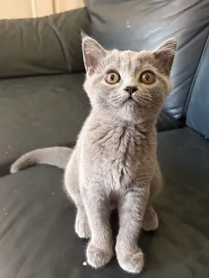 4 süße BKH-Kitten sucht neue zuhause