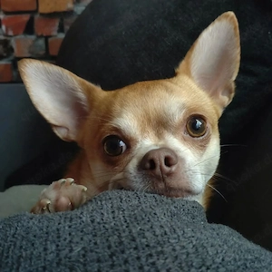 Traumchihuahua sucht aktive Menschen 
