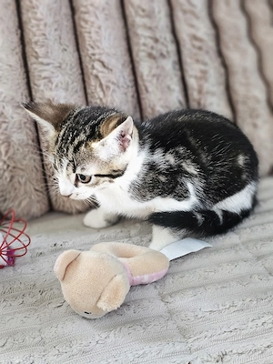 Katzenbaby Babykatze Babykatzen