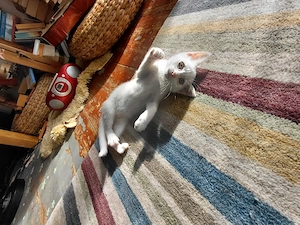 Schneeweiße Kitten suchen ein zuhause