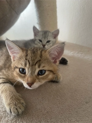 BKH Mix Kitten suchen ein neues Zuhause 