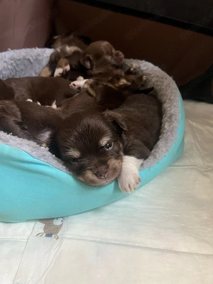 Chihuahuawelpen 