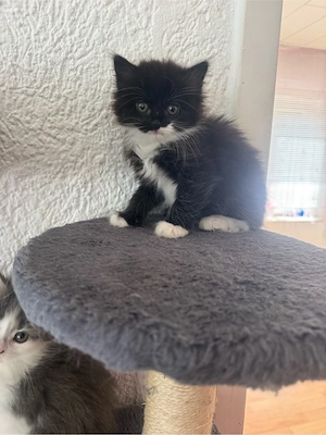 Süße flauschige Babykatzen sucht ein Zuhause