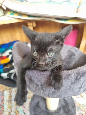 OKH Katzenkinder 